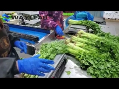 Macchine di confezionamento automatiche per biscotti